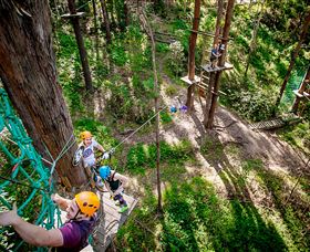 TreeTop Challenge Currumbin - Gold Coast Attractions 2