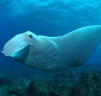 Manta Bommie Dive Site - Gold Coast Attractions