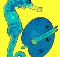 Woolgoolga Art Gallery - Gold Coast Attractions