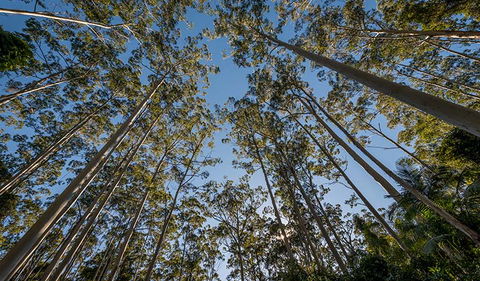 Queens Lake Nature Reserve - Gold Coast Attractions 2