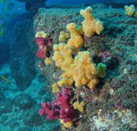 Shag Rock Dive Site - Gold Coast Attractions