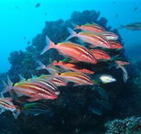 Flat Rock Dive Site - Gold Coast Attractions
