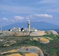 Montague Island Nature Reserve - Gold Coast Attractions