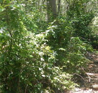 Bridle trail - Gold Coast Attractions