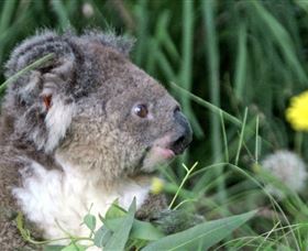 Koala Hospital - Gold Coast Attractions 0