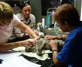 Koala Hospital - Gold Coast Attractions 2