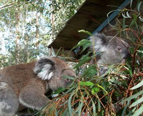 Koala Hospital - Gold Coast Attractions 7