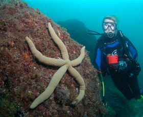 Cook Island Dive Site - Gold Coast Attractions 0