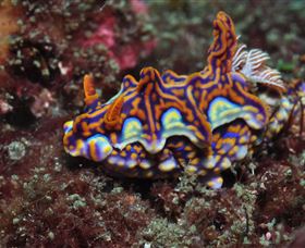 Cook Island Dive Site - Gold Coast Attractions 1