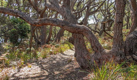 Middle Lagoon Walking Track - Gold Coast Attractions 2