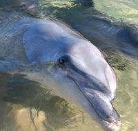 Dolphins of Monkey Mia - Gold Coast Attractions