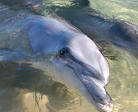 Dolphins of Monkey Mia
