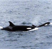 Killer Whale Trail - Gold Coast Attractions