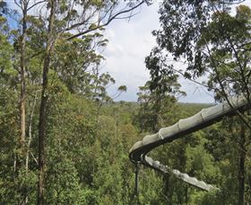 Tarkine Forest Adventures - Dismal Swamp - Gold Coast Attractions 1
