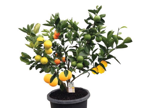 Fruit Salad Tree Company - Gold Coast Attractions 3