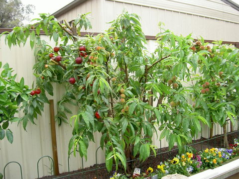 Fruit Salad Tree Company - Gold Coast Attractions 4