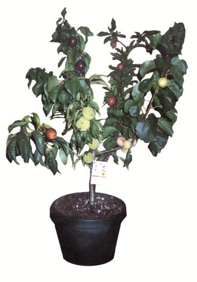 Fruit Salad Tree Company - Gold Coast Attractions 5
