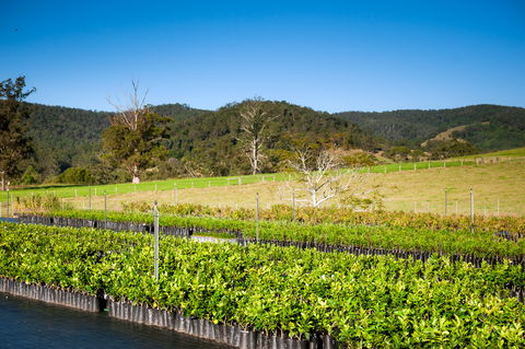 Fruit Salad Tree Company - Gold Coast Attractions 6