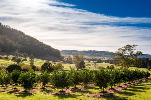 Fruit Salad Tree Company - Gold Coast Attractions 7