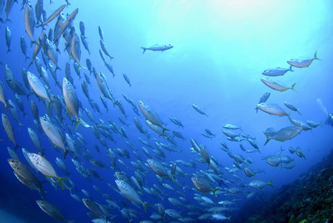 Cape Byron Marine Park - Gold Coast Attractions 0