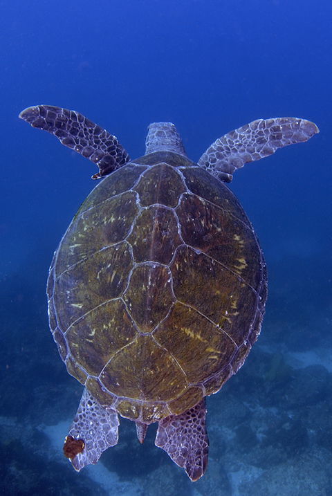 Cape Byron Marine Park - Gold Coast Attractions 3