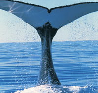 Humpback Whales - Gold Coast Attractions