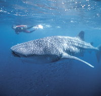 Swim with the Whale Sharks - Gold Coast Attractions