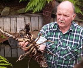 Lobster Ponds - Gold Coast Attractions 0
