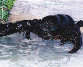 Lobster Ponds - Gold Coast Attractions 2