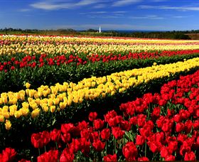 Table Cape - Gold Coast Attractions 2