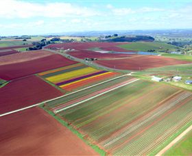 Table Cape - Gold Coast Attractions 4