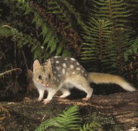 Tarkine Forest Reserve - Gold Coast Attractions