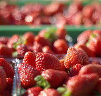 Turners Beach Berry Patch - Gold Coast Attractions