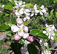Avro Park Orchards - Gold Coast Attractions