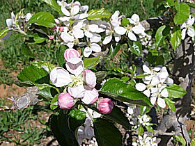 Avro Park Orchards - Gold Coast Attractions 0