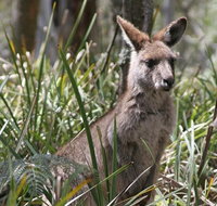 Blue Mountains Guides - Gold Coast Attractions