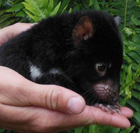 Crawn Motors - Gold Coast Attractions