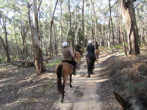 Silver Brumby Trails - Gold Coast Attractions 0