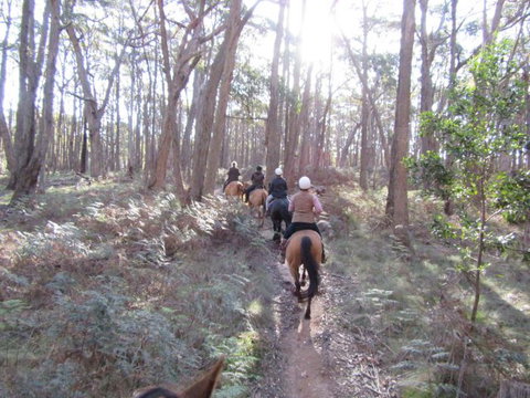 Silver Brumby Trails - Gold Coast Attractions 2