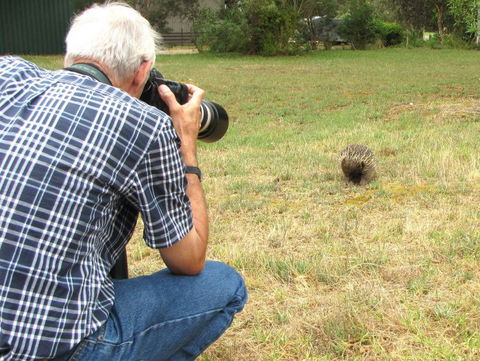 Echidna Walkabout Nature Tours - Gold Coast Attractions 6