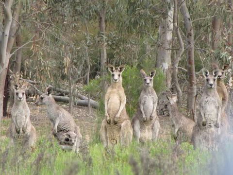 Echidna Walkabout Nature Tours - Gold Coast Attractions 15