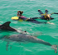 Rockingham Wild Encounters - Swim with Wild Dolphins - Gold Coast Attractions