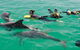 Rockingham Wild Encounters - Swim With Wild Dolphins - thumb 1