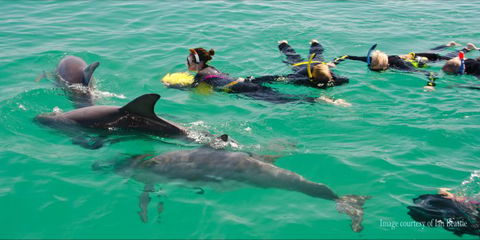 Rockingham Wild Encounters - Swim With Wild Dolphins - Gold Coast Attractions 3