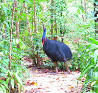 Daintree Safaris - Gold Coast Attractions