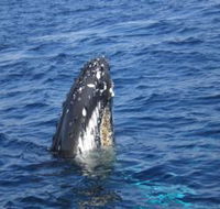 Jervis Bay Whales - Gold Coast Attractions