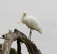Melbourne Birding Tours