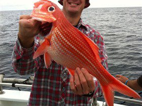 Goin' Off Safaris - Gold Coast Attractions 1