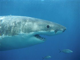 Goin' Off Safaris - Gold Coast Attractions 5