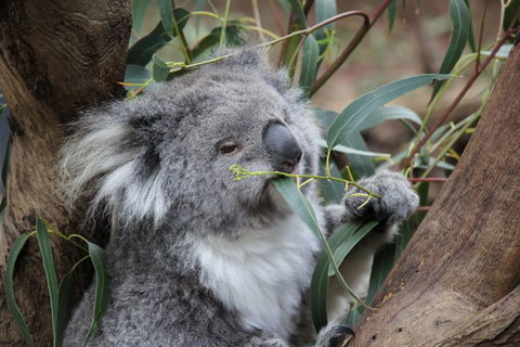 Oceania Tours And Safaris - Gold Coast Attractions 1